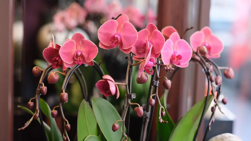 Phalaenopsis Orchid Classic Planters