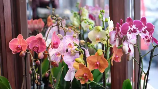Mixed Colors
