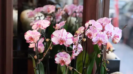 Pink Speckled