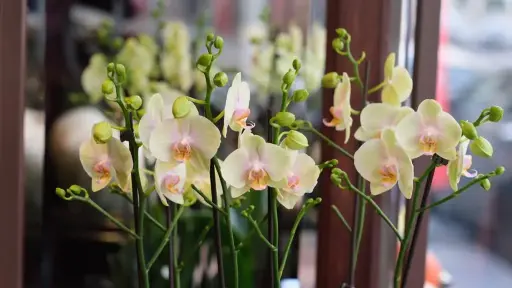 Soft Yellow