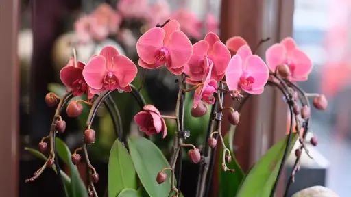 Phalaenopsis Orchid Classic Planters
